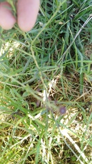 Microdon
