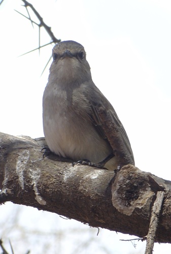 African Grey Flycatcher (Bradornis microrhynchus), photo 10