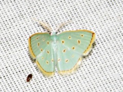 Comostolopsis stillata