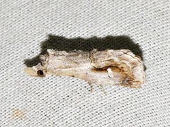 Proluta staudei