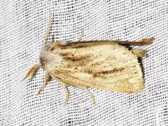 Lopiena rubritincta