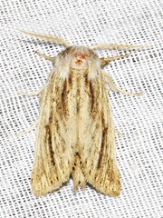 Lopiena rubritincta