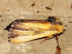 Eutimia spurcata