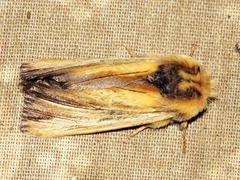 Eutimia spurcata