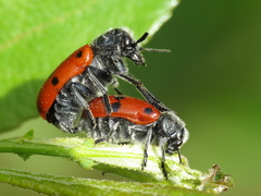Lachnaia paradoxa