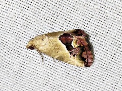 Lithacodia caffristis