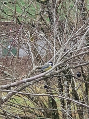 Parus major