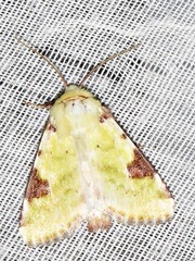 Heliothis flavirufa