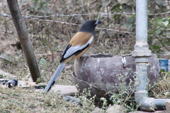 Dendrocitta vagabunda