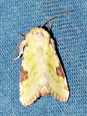 Heliothis flavirufa