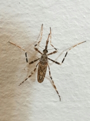 Mucidus