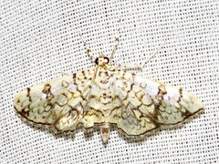 Haritalodes