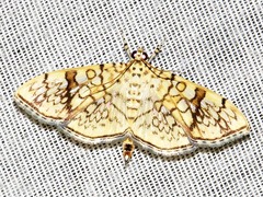 Haritalodes