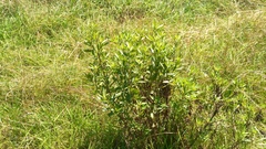 Nidorella ivifolia