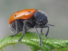 Lachnaia paradoxa