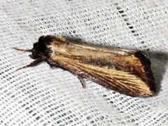 Acrapex brunnea