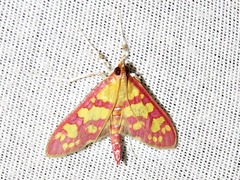 Stenochora lancinalis