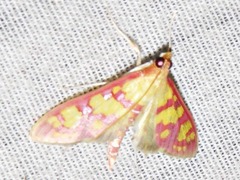 Stenochora lancinalis
