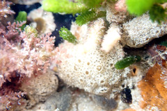 Ritterella compacta