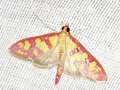 Stenochora lancinalis