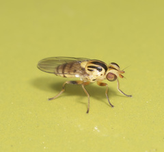 Chloromerus striatifrons
