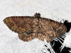 Horisme punctiscripta