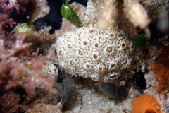 Ritterella compacta