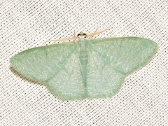 Prasinocyma