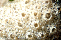 Ritterella compacta