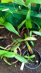 Nepenthes gymnamphora