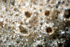 Ritterella compacta