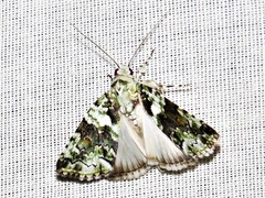 Blenina squamifera