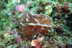 Aplidium clivosum