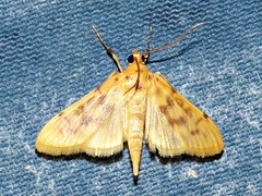 Archernis flavidalis