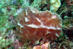 Aplidium clivosum