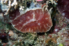 Aplidium clivosum