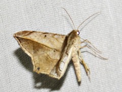 Chiasmia simplicilinea