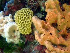 Holopsamma laminaefavosa