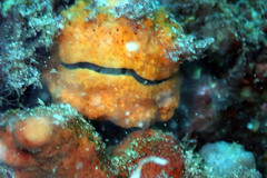 Brachiopoda