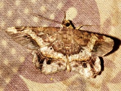 Chiasmia umbrata