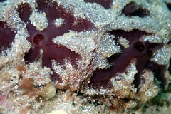 Aplidium clivosum