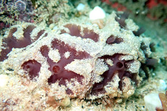 Aplidium clivosum
