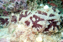 Aplidium clivosum