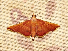 Endotricha erythralis