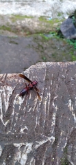 Polistes tenebricosus