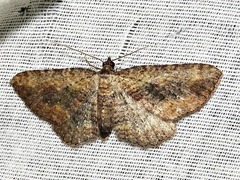 Horisme obscurata obscurata