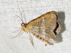 Chiasmia confuscata