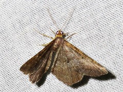 Chiasmia confuscata