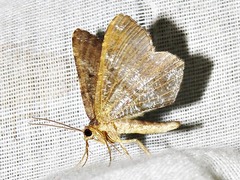 Chiasmia confuscata