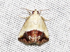 Lithacodia caffristis